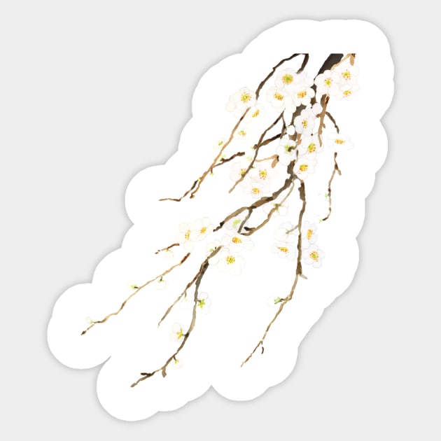 white plum flowers blossom watercolor Sticker by colorandcolor